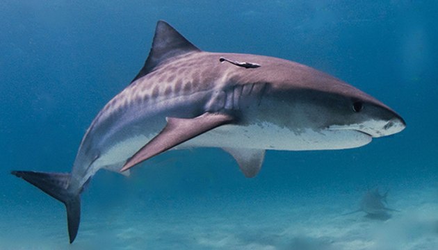 Un plongeur nourrit des requins tigres sans cage de protection