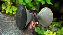 De la réalité virtuelle pour faire croire aux poulets qu'ils sont élevés en plein air