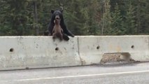 Un ourson perdu sur l’autoroute se fait sauver par sa mère