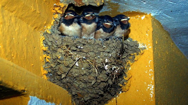 Les hirondelles, des oiseaux bien plus intelligents qu'on ne pense
