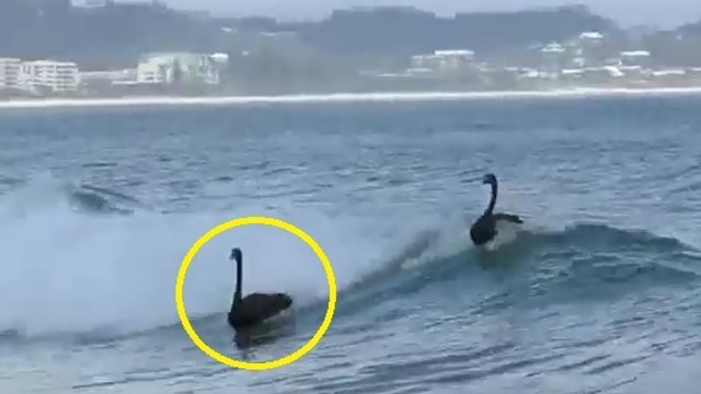 Quatre cygnes noirs filmés en train de surfer sur les vagues