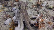 Une pieuvre très curieuse s'empare d'une caméra