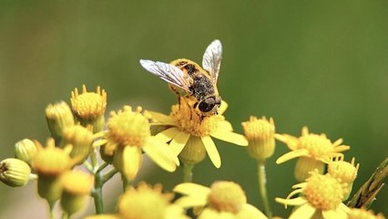 Du venin de mygale pour sauver les abeilles ?
