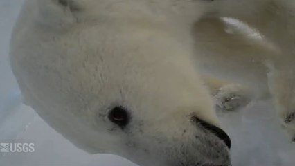 Dans la peau d'un ours polaire en Alaska