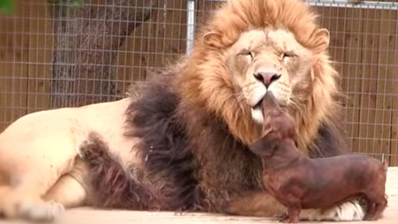 Un lion et un chien liés par une extraordinaire amitié