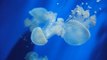 Gélification des océans : les méduses toujours plus nombreuses
