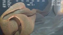 Une étrange créature marine filmée à 1500 m de profondeur