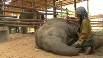 Un éléphant thaïlandais s'endort au rythme d'une berceuse