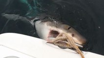 Un requin blanc dérobe les appâts d'un groupe de pêcheurs
