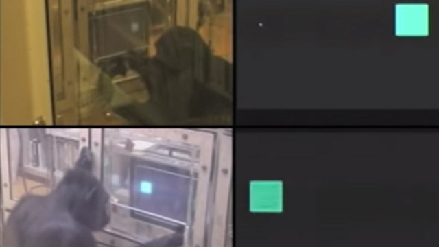 Les chimpanzés sont de meilleurs joueurs que les humains