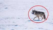 Uzaktan görüp yanına kadar gittiler! Ardahan'da buz tutmuş gölde avlanan kurt vatandaşları heyecanlandırdı