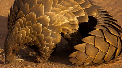 Le pangolin, un animal méconnu poussé vers l'extinction par le commerce illégal