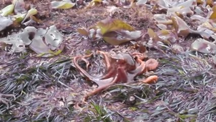 Une pieuvre sort de l'eau et marche sur terre