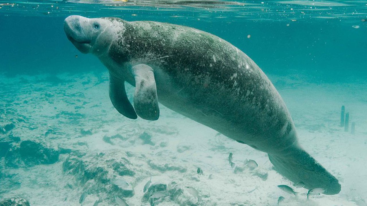 Un lamantin échoué sauvé d'une mort certaine sur une plage de Floride