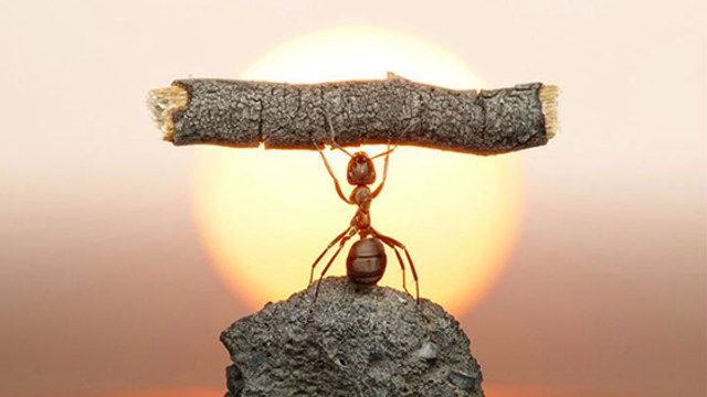 20 choses que vous ne savez probablement pas sur les fourmis