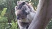 Près de 700 koalas euthanasiés par les autorités en Australie