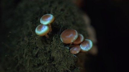 Découvrez la Forêt Bioluminescente : Un Spectacle Naturel Éblouissant ✨