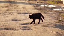 Le top 10 des chats sauvages aussi fascinants que méconnus