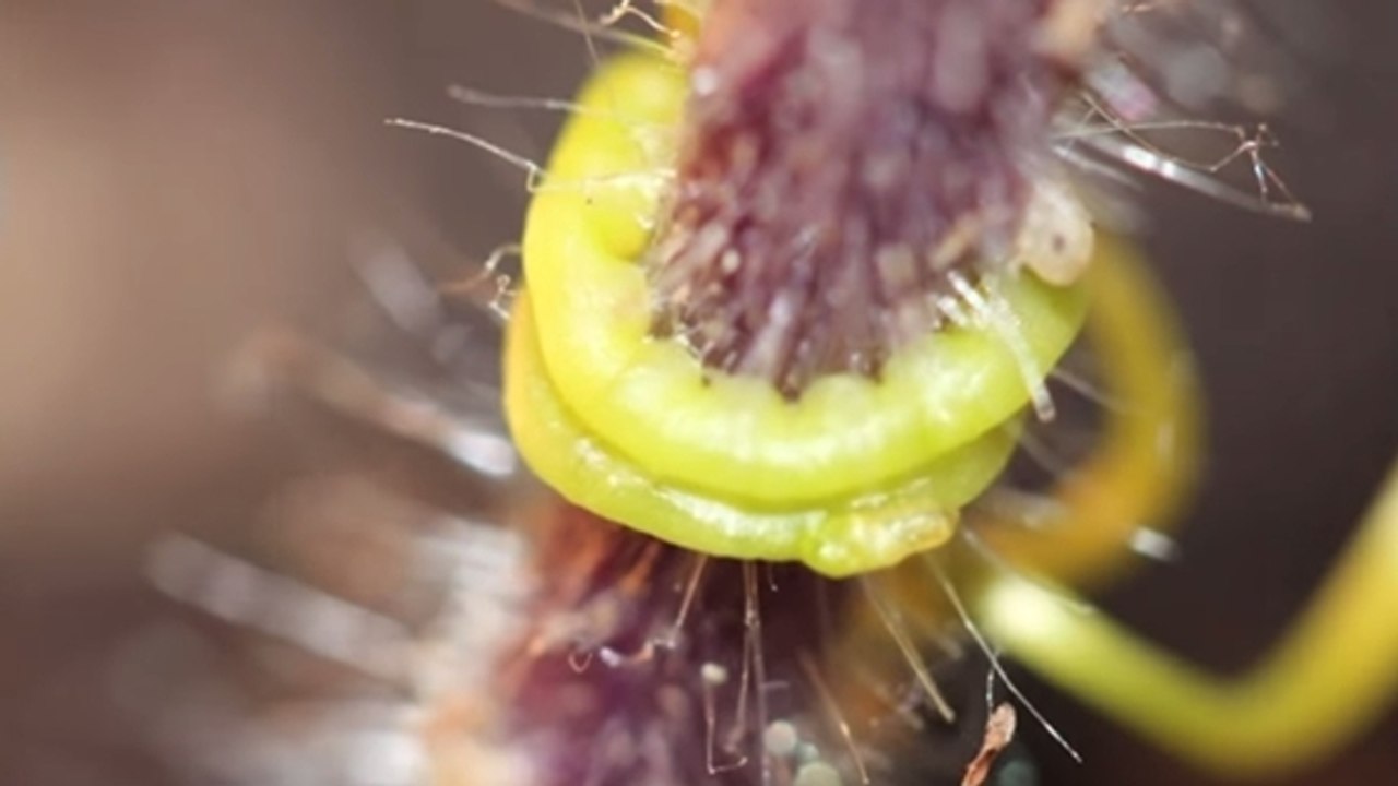 La cuscute, une "plante vampire" qui communique avec sa victime
