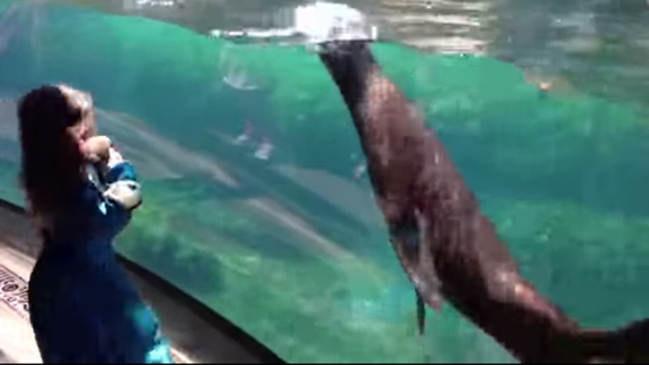 La drôle de réaction d'un lion de mer qui voit un enfant tomber