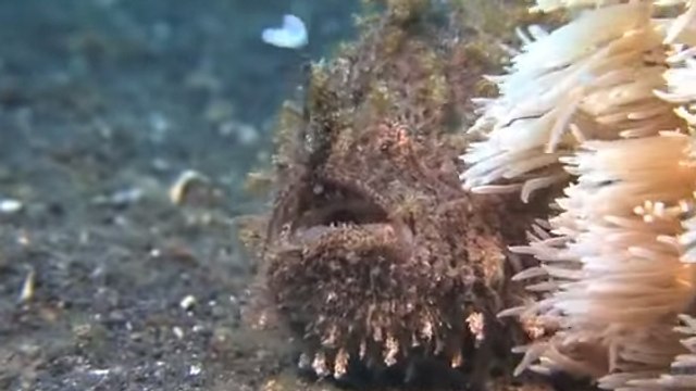 Les incroyables prédateurs des fonds marins