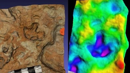 Des empreintes de petits stégosaures modélisées pour la première fois en 3D
