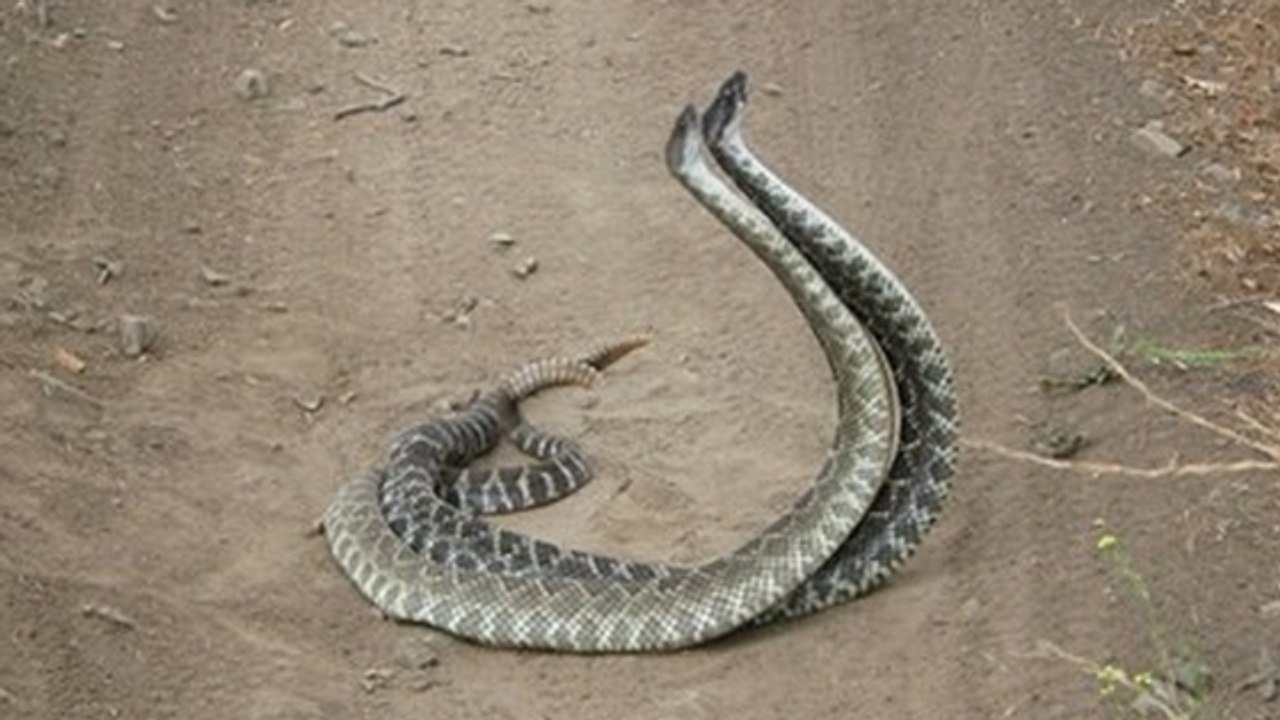 Deux serpents à sonnette surpris en pleine danse de combat