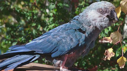 La triste histoire de Presley, un perroquet bleu devenu l'un des derniers de son espèce