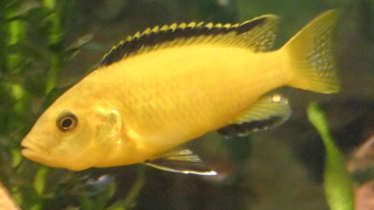 Certains poissons auraient une mémoire bien meilleure qu'on ne pense