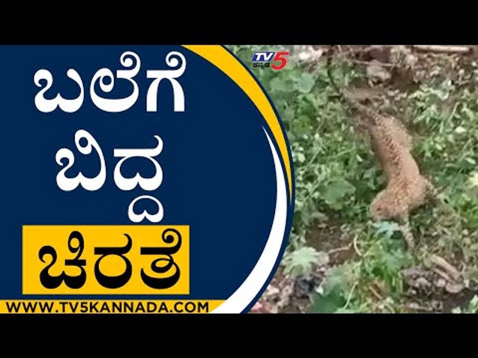ಬಲೆಗೆ ಬಿದ್ದ ಚಿರತೆ  | Cheetah | Bengaluru | Tv5 Kannada