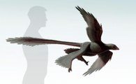 Changyuraptor, un dinosaure à 