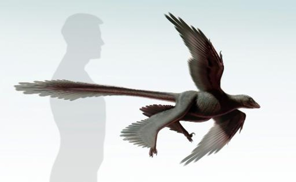 Changyuraptor, un dinosaure à "quatre ailes" capable de voler ?