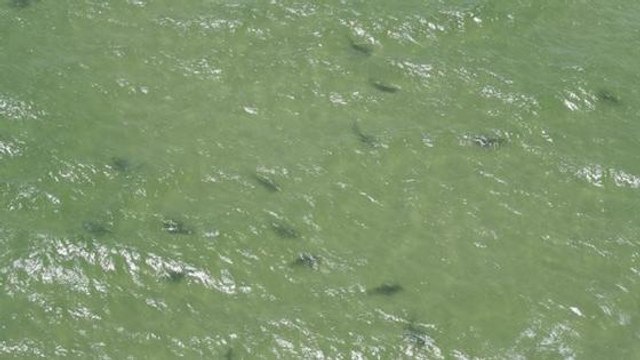 Des centaines de requins se rassemblent autour des côtes de Floride