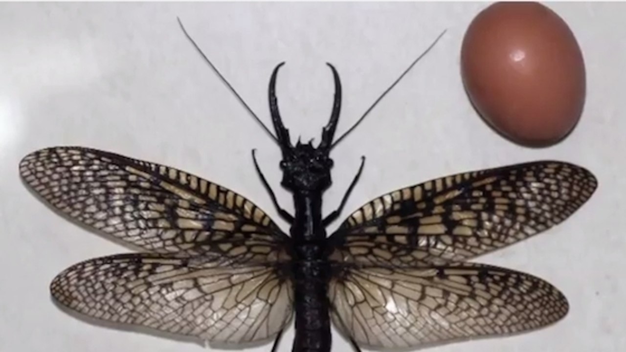 Le plus gros insecte aquatique au monde découvert en Chine
