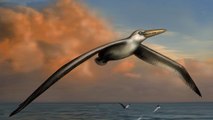 Le plus grand oiseau ayant jamais volé sur Terre sort de l'oubli aux Etats-Unis