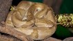 Queimada Grande, une île brésilienne envahie par de redoutables serpents