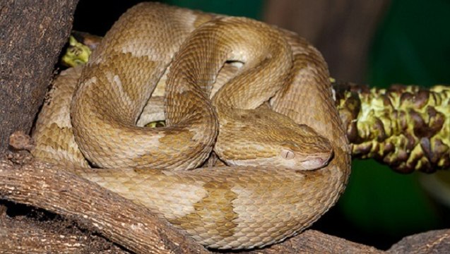 Queimada Grande, une île brésilienne envahie par de redoutables serpents