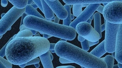 Ces bactéries qui vivent dans votre maison et vous suivent partout