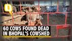 Bhopal Cowshed | Bhopal's Govt-Aided Cowsheds Under Scanner After Pile of Cow Carcasses Stirs Row