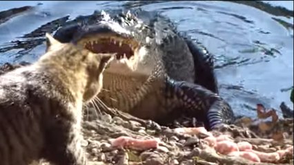 Mugsy, le chat qui terrorise les alligators