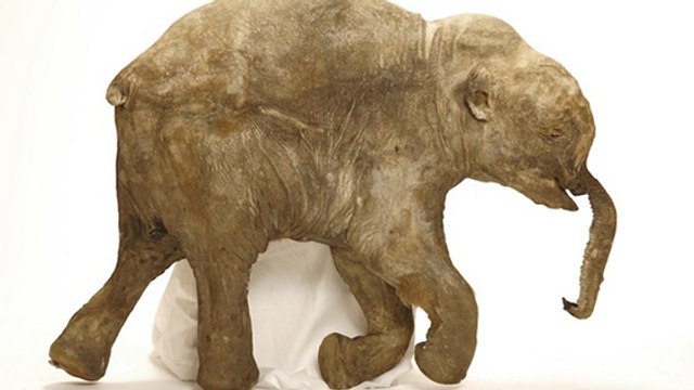 Deux mammouths laineux dévoilent les secrets de leur mort