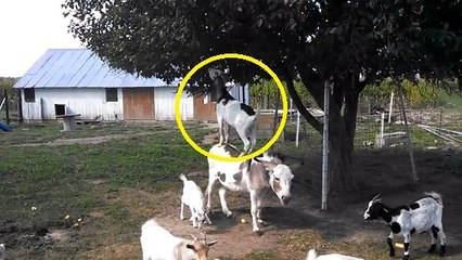 Une chèvre monte sur un âne pour... attraper des fruits