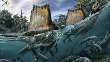 Le Spinosaurus, un redoutable dinosaure "mi-canard mi-crocodile" qui savait nager