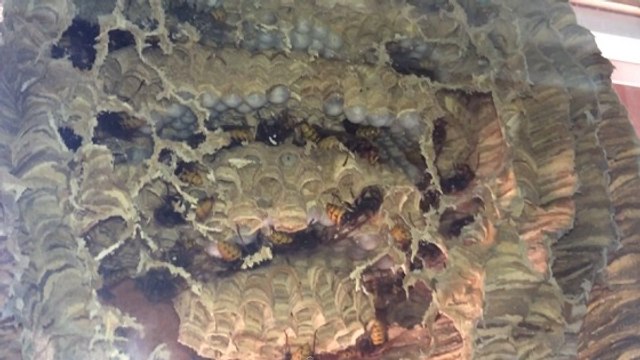 Un aperçu impressionnant de l'intérieur d'un nid de frelons