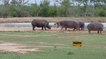 Un rhinocéros fuit devant une femelle hippopotame très protectrice