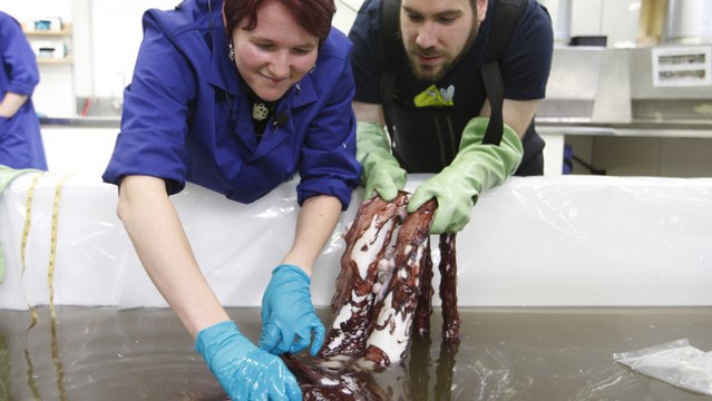 Un calmar colossal de 350 kg dévoile ses secrets aux scientifiques