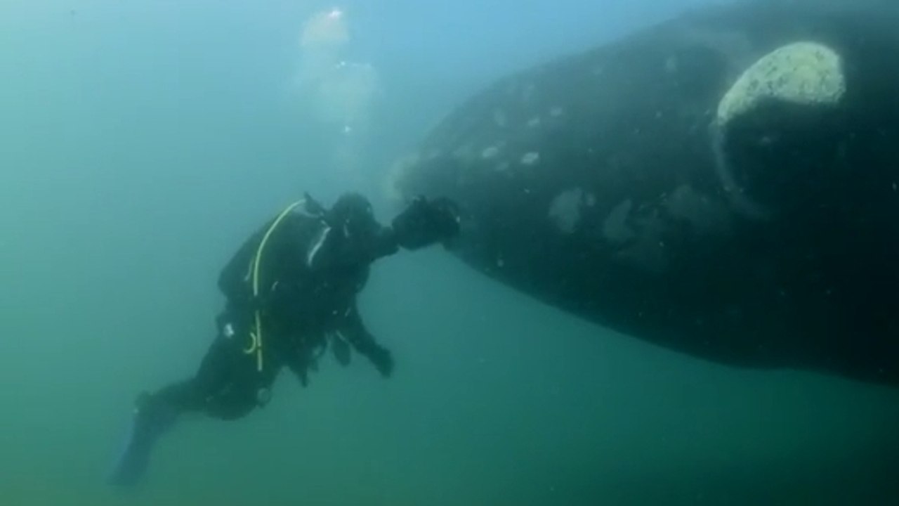 Face-à-face avec une baleine et son petit