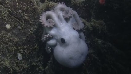 Cette pieuvre couve ses petits plus longtemps que n'importe quel animal sur Terre