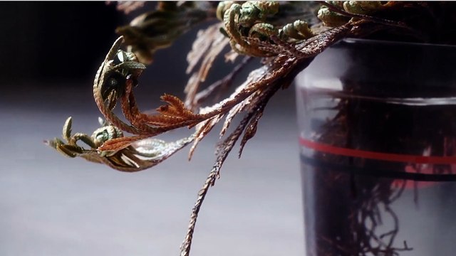 L’incroyable régénération d'une rose de Jéricho en accéléré