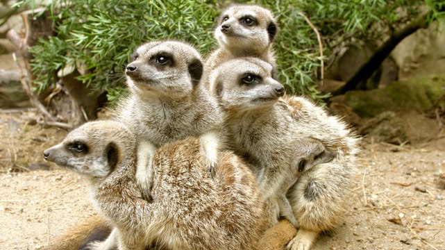 Suricates : une étude révèle la face sombre de ces petits mammifères